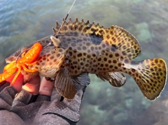 ノミノクチの釣果