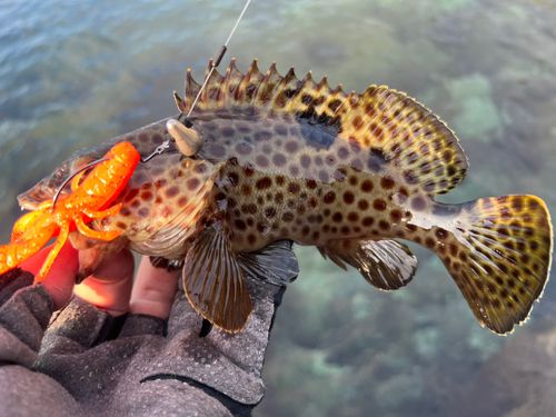 ノミノクチの釣果