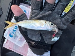 マアジの釣果