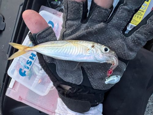 マアジの釣果