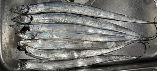 タチウオの釣果