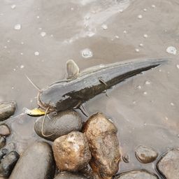 スモールマウスバス