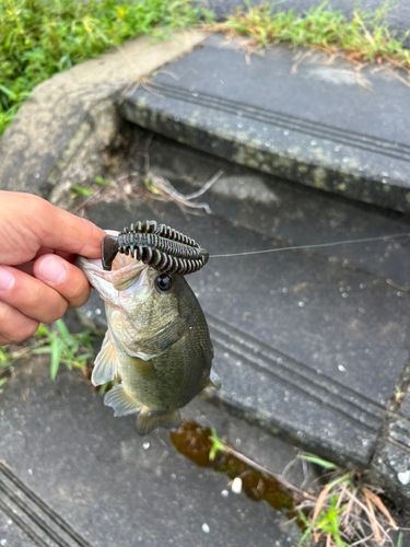 ブラックバスの釣果