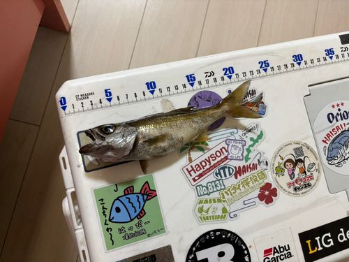ムツの釣果