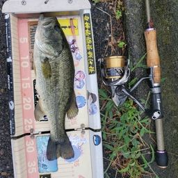 ラージマウスバス