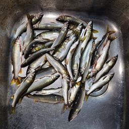 アユ