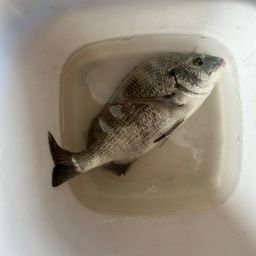 チヌ
