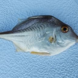 ギマ