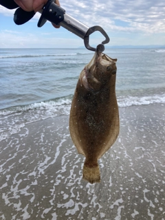 ソゲの釣果