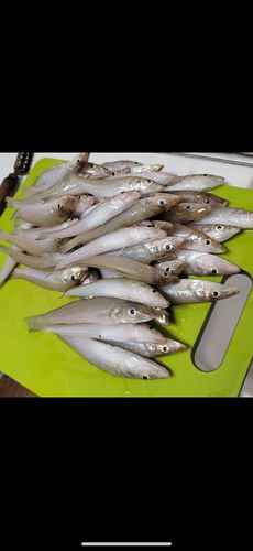 キスの釣果