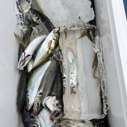 アジ