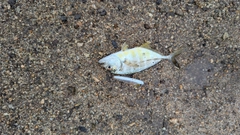 メッキの釣果
