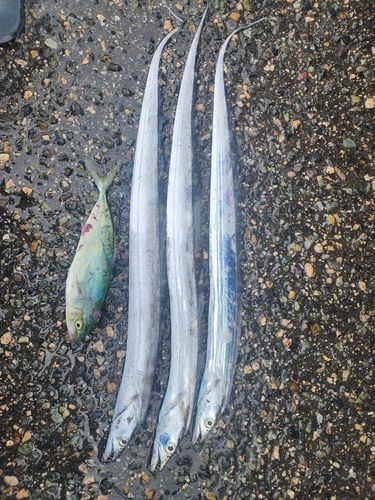 タチウオの釣果