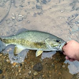 スモールマウスバス