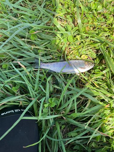 ニジマスの釣果