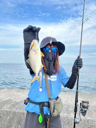 ショゴの釣果
