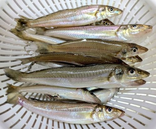 シロギスの釣果