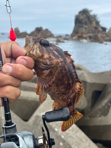 カサゴの釣果