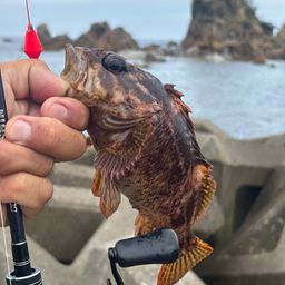 カサゴ