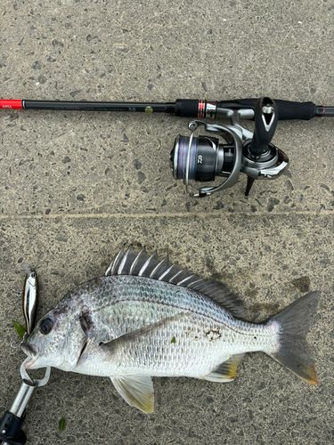 キビレの釣果