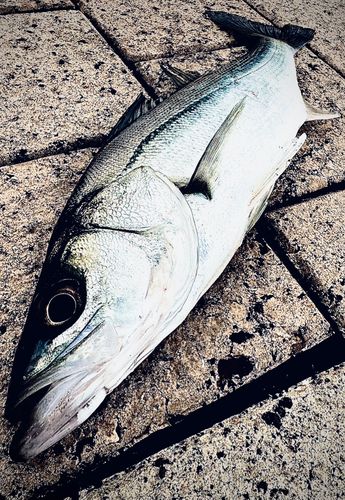 セイゴ（マルスズキ）の釣果