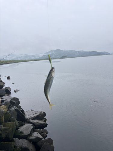 サバの釣果
