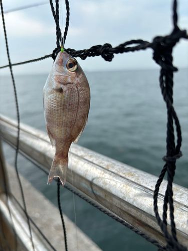 チャリコの釣果