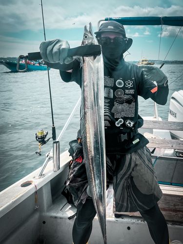 タチウオの釣果