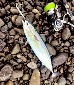 ソウダガツオの釣果