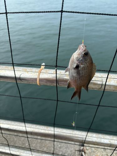 スズメダイの釣果