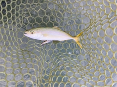 ワカシの釣果