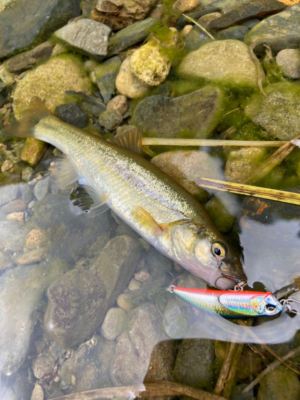 フッコ（マルスズキ）