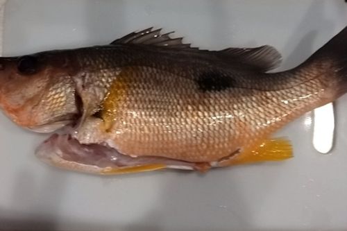 クロホシフエダイ