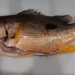 クロホシフエダイ