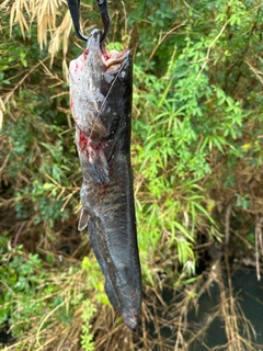 ニホンナマズの釣果