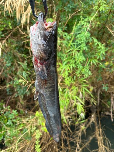 ニホンナマズの釣果