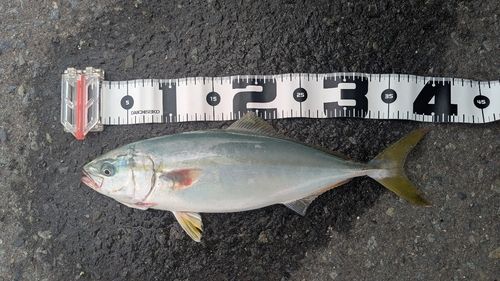 イナダの釣果