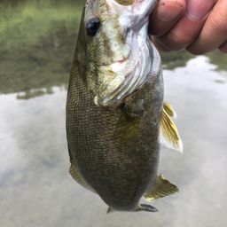 スモールマウスバス