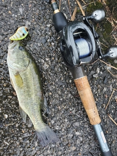 ラージマウスバスの釣果