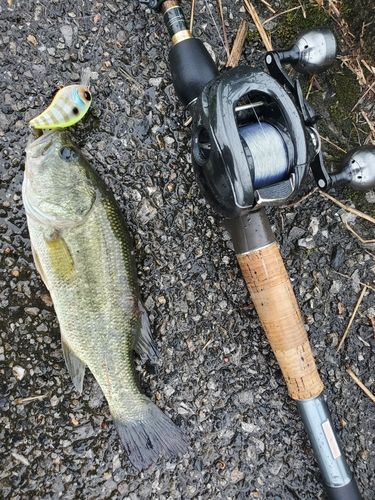 ラージマウスバスの釣果