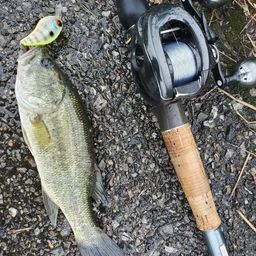 ラージマウスバス