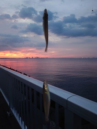 シロギスの釣果