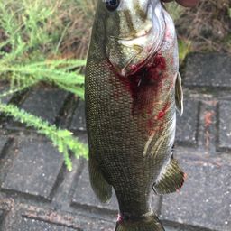 スモールマウスバス