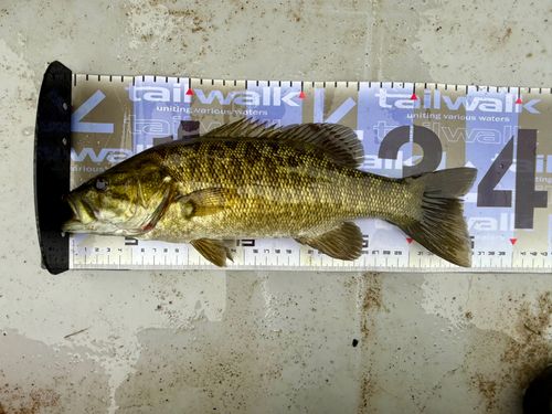 スモールマウスバスの釣果