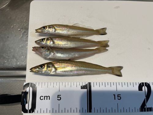 キスの釣果