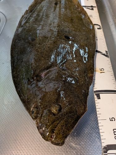 ヒラメの釣果