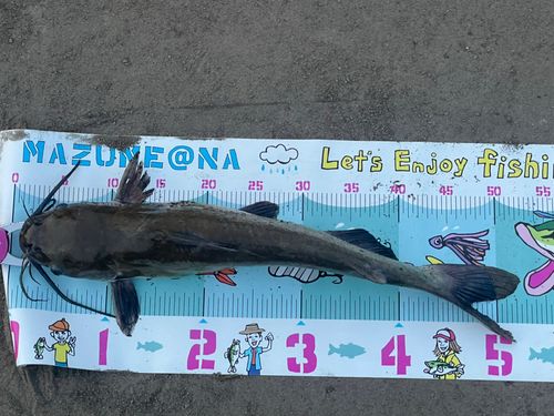 アメリカナマズの釣果