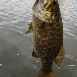 スモールマウスバス