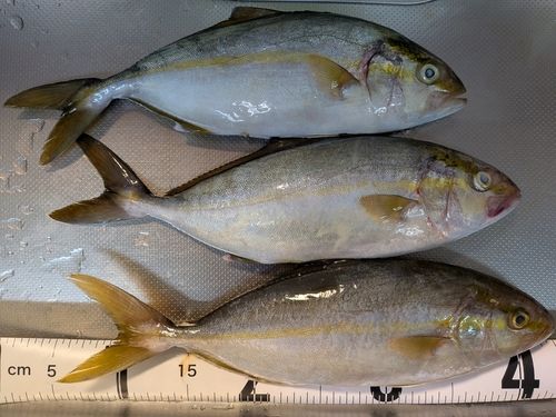 シオの釣果