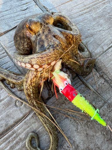 タコの釣果